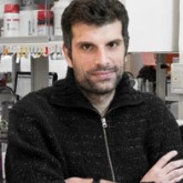 Ivan Topisirovic